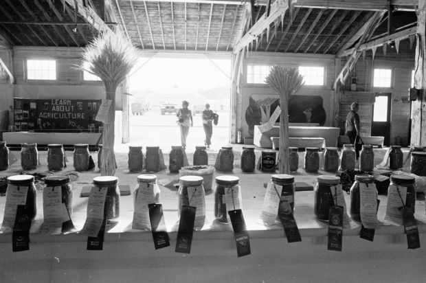 Canned foods judging, 1976